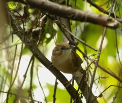 Malacocincla abbotti