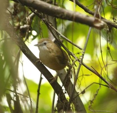 Malacocincla abbotti
