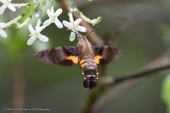 Macroglossum passalus