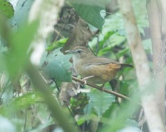 Malacocincla abbotti