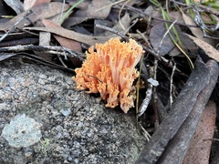 Ramaria capitata