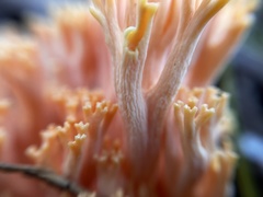 Ramaria capitata