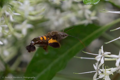 Macroglossum passalus