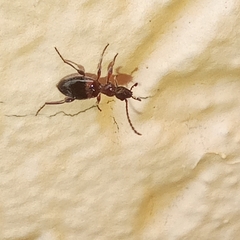 Anthelephila pedestris