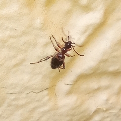 Anthelephila pedestris