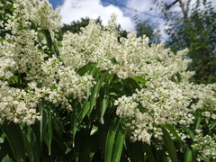Miconia cinnamomifolia