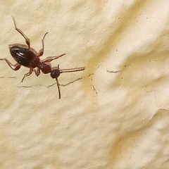 Anthelephila pedestris