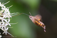 Macroglossum passalus