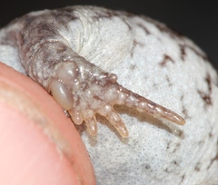 Breviceps montanus