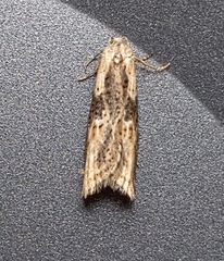 Doloploca punctulana