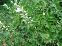 Rubus pyramidalis