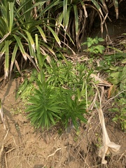 Lilium longiflorum scabrum