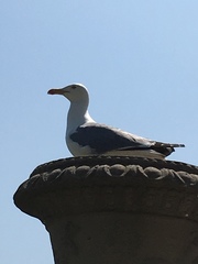 Larus michahellis