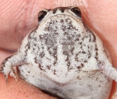 Breviceps montanus