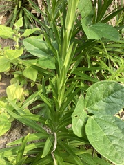 Lilium longiflorum scabrum