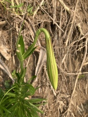 Lilium longiflorum scabrum
