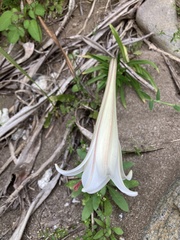 Lilium longiflorum scabrum