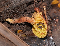 Phylloporus clelandii