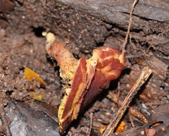 Phylloporus clelandii