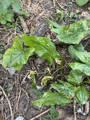 Arum maculatum