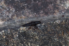 Platydracus inornatus