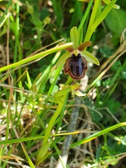 Passion's Ophrys (Ophrys passionis)
