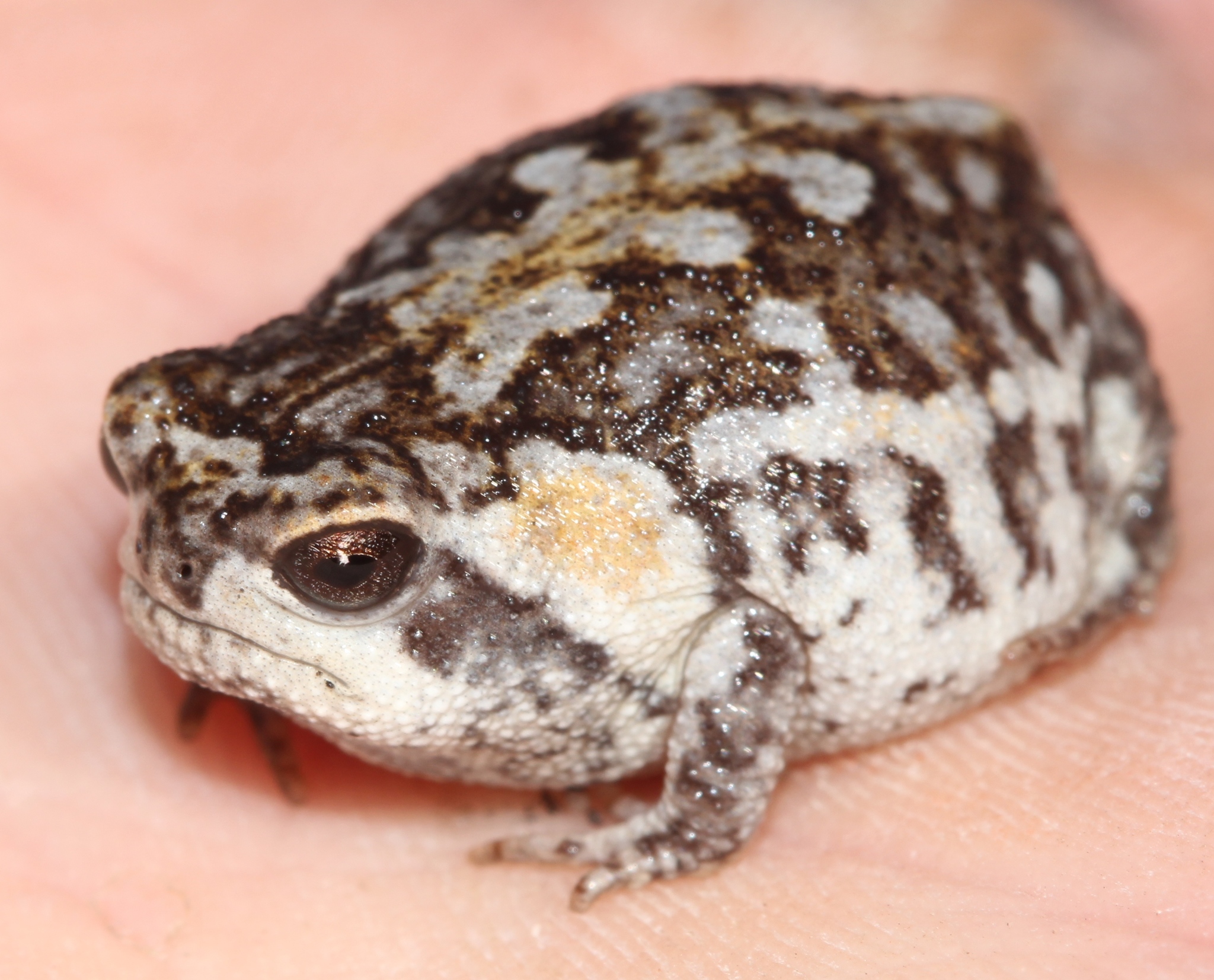 Photos of Mountain Rain Frog (Breviceps montanus) · iNaturalist