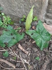 Arum maculatum
