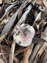 Russula lenkunya