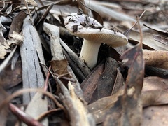 Russula lenkunya