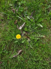 Taraxacum officinale