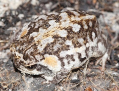 Breviceps montanus