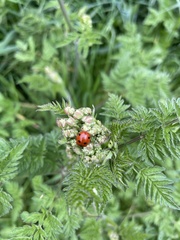 Coccinella septempunctata