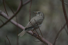 Turdus philomelos