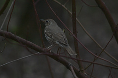 Turdus philomelos