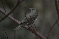 Turdus philomelos