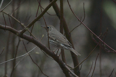 Turdus philomelos