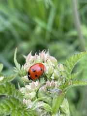 Coccinella septempunctata