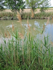 Phragmites australis