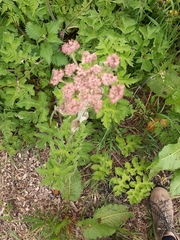 Heracleum sphondylium