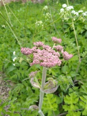 Heracleum sphondylium