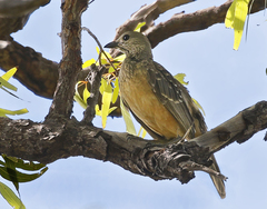 Chlamydera cerviniventris