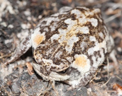 Breviceps montanus