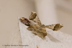 Krananda oliveomarginata