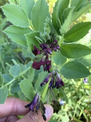 Vicia narbonensis