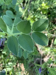Vicia narbonensis