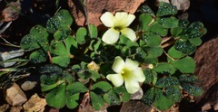 Oxalis melanosticta melanosticta