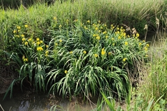 Iris pseudacorus