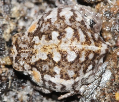 Breviceps montanus