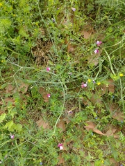 Lathyrus clymenum